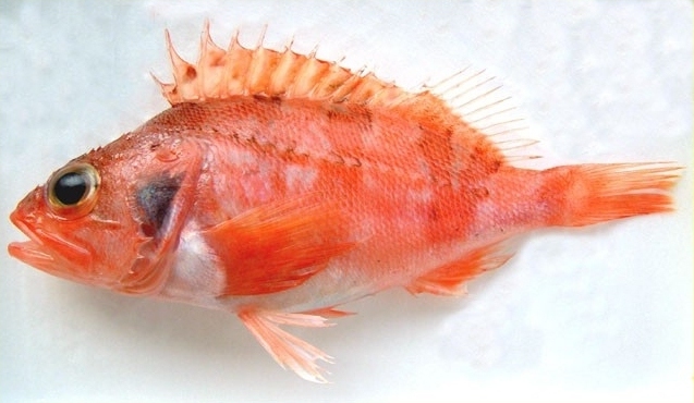 image of Helicolenus dactylopterus (Blackbelly rosefish)