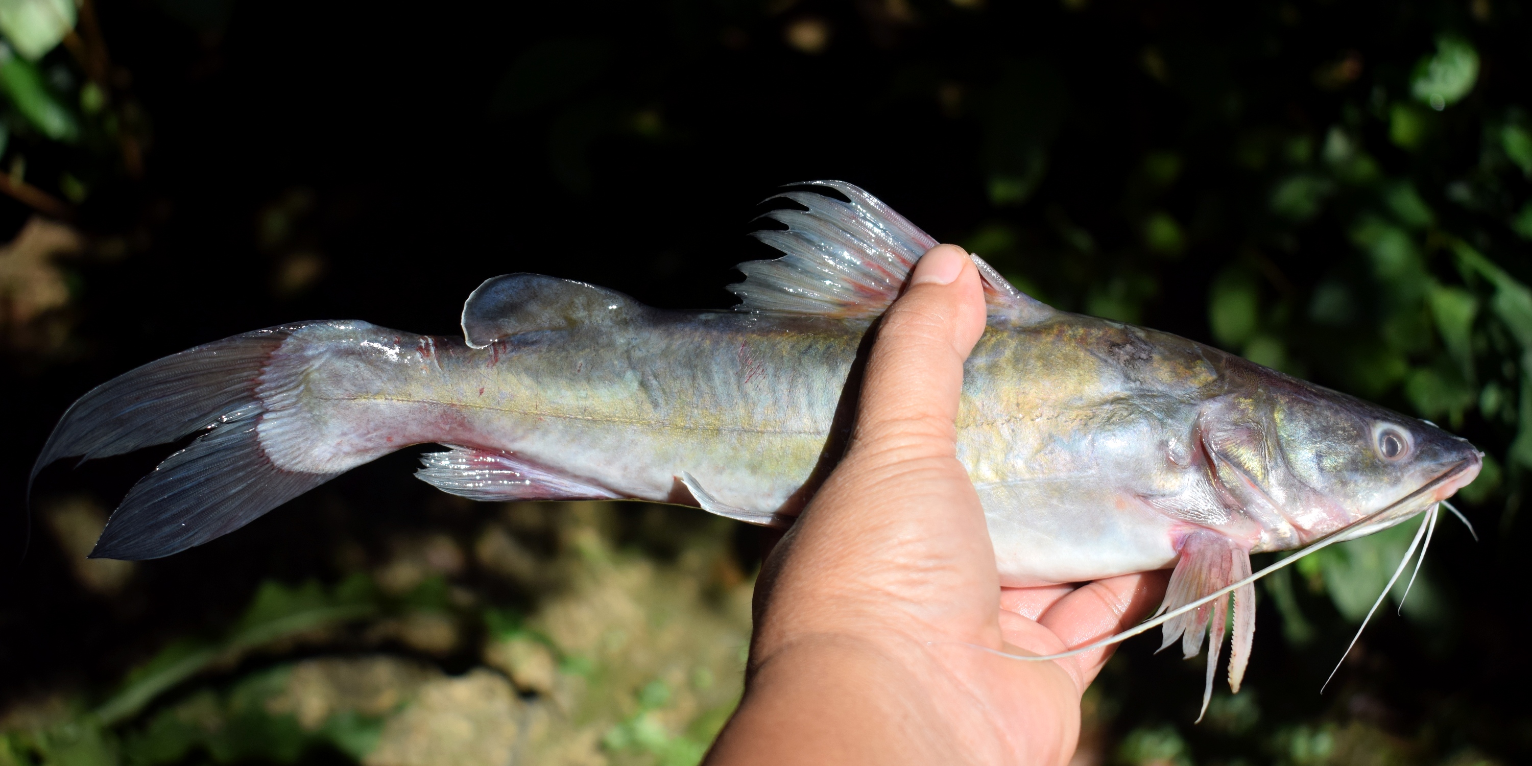 image of Hemibagrus nemurus (Asian redtail catfish)