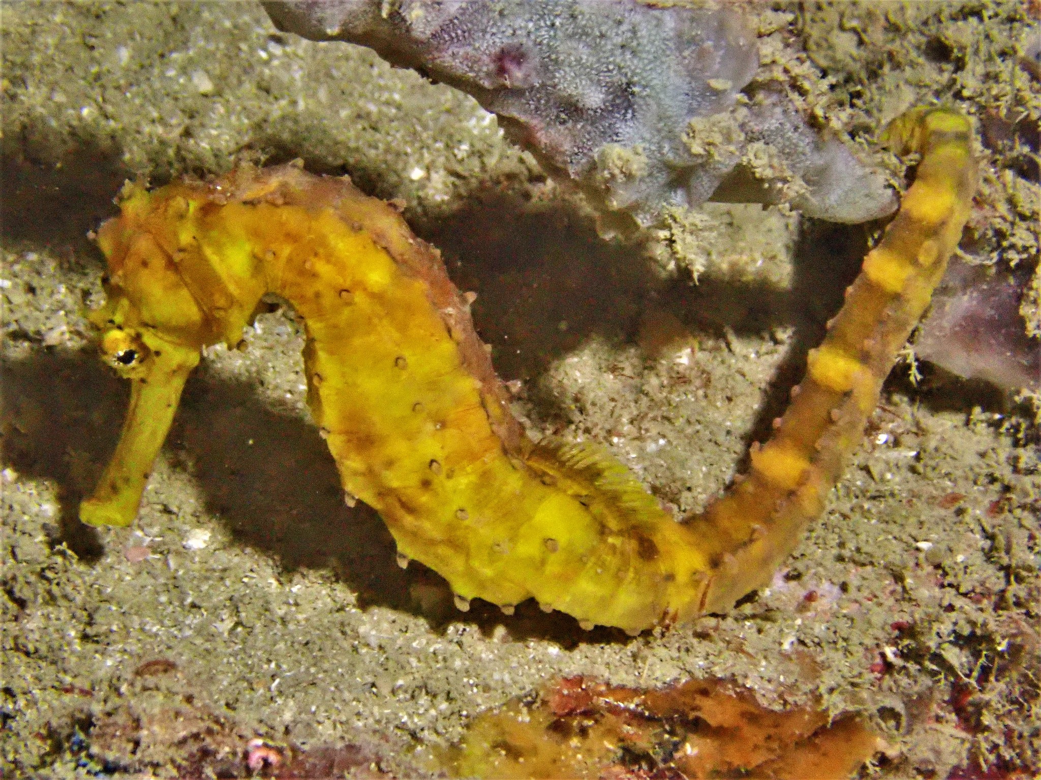 image of Hippocampus comes (Tiger tail seahorse)