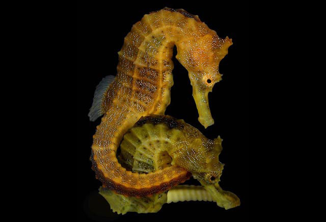 image of Hippocampus erectus (Lined seahorse)