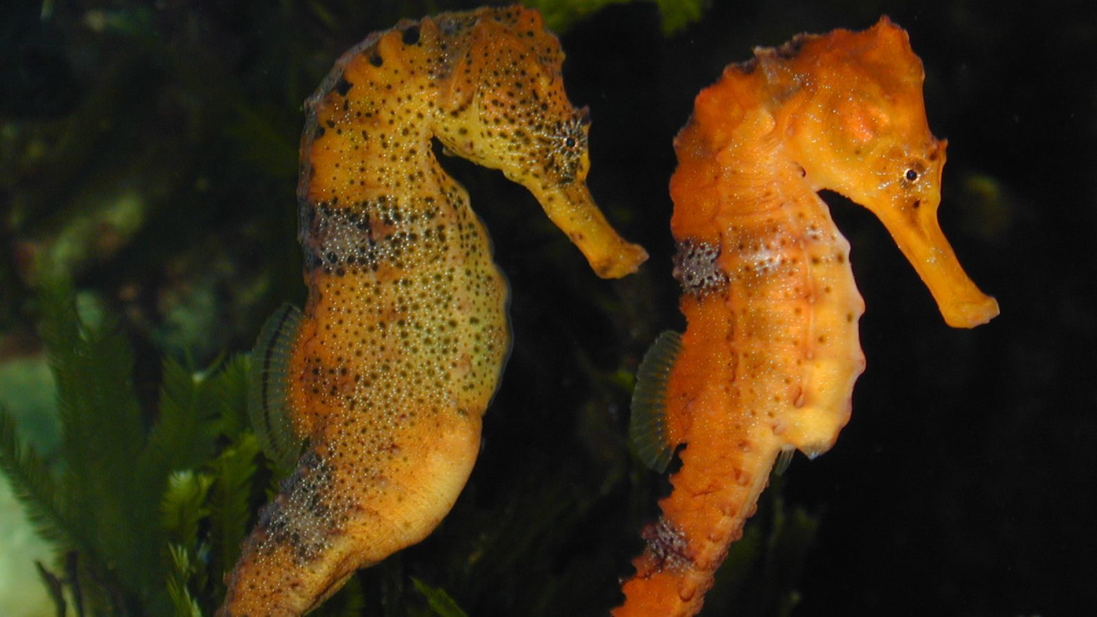 image of Hippocampus reidi (Longsnout seahorse)
