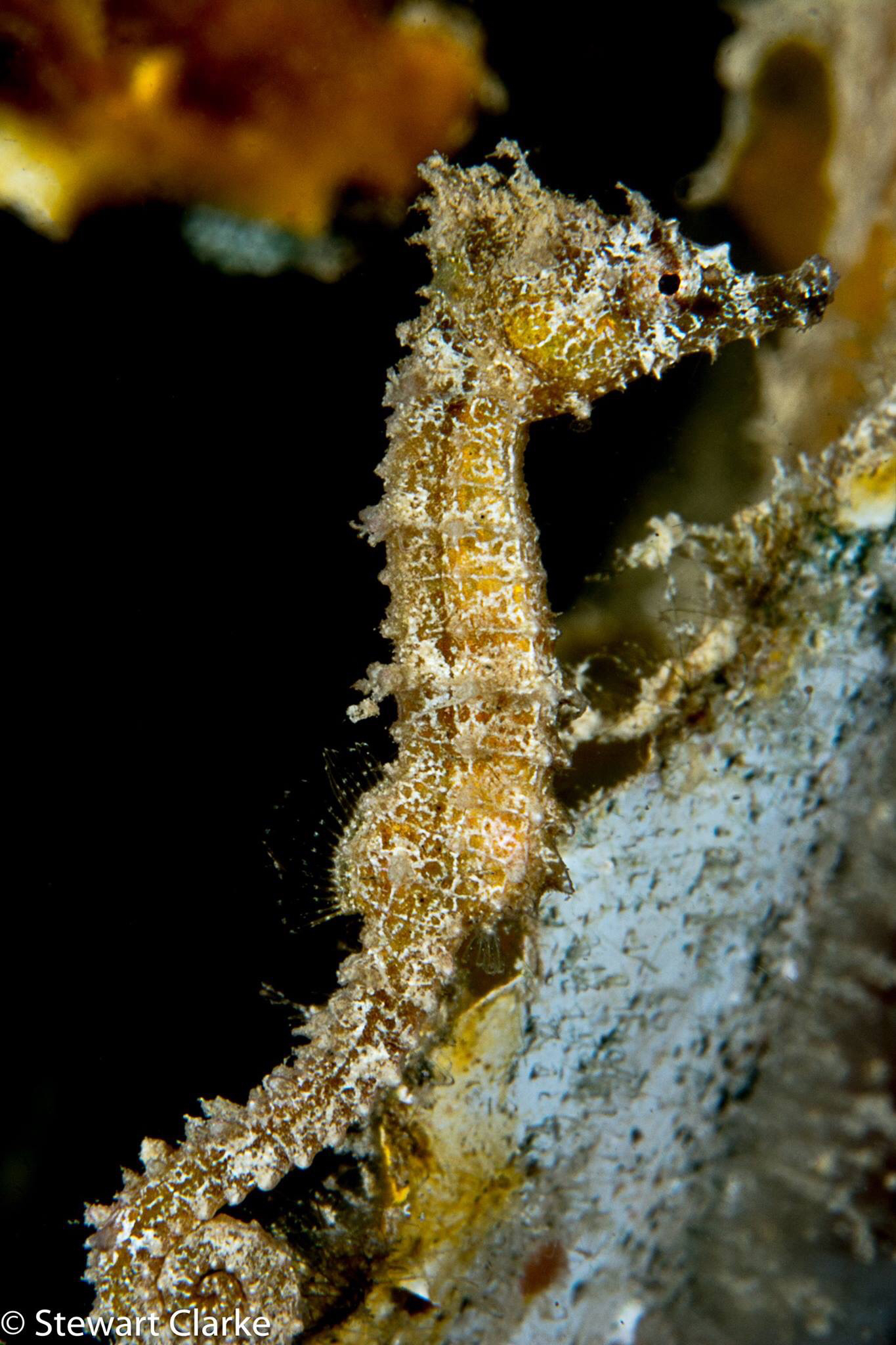 image of Hippocampus zosterae (Dwarf seahorse)