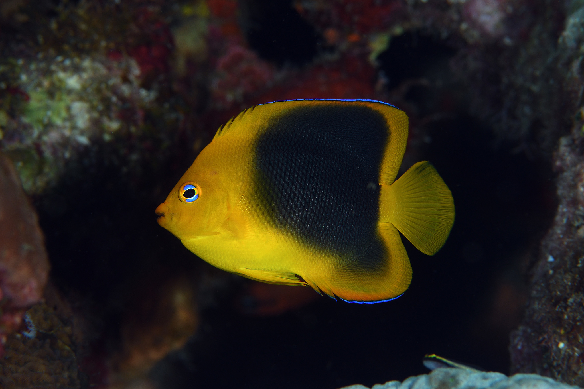 image of Holacanthus tricolor (Rock beauty)