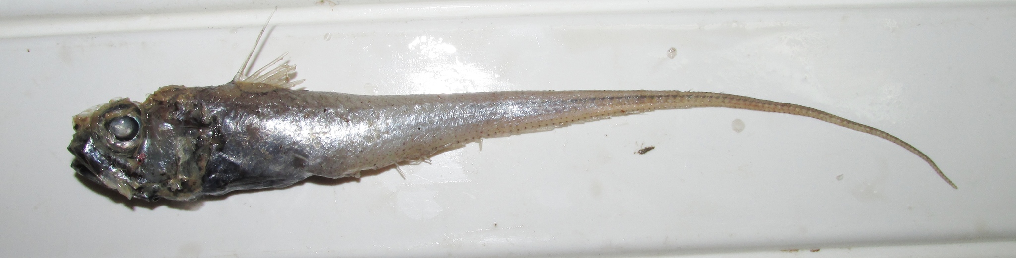image of Hymenocephalus italicus (Glasshead grenadier)