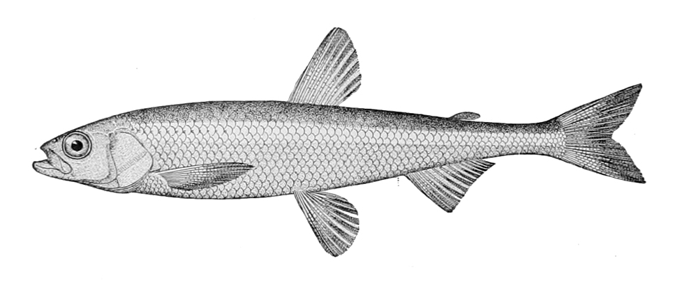 image of Hypomesus olidus (Pond smelt)