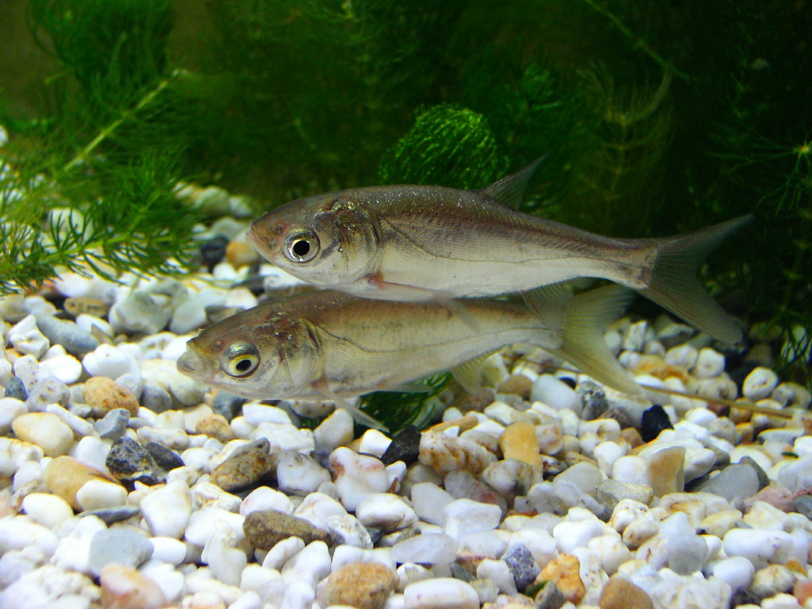image of Hypophthalmichthys molitrix (Silver carp)