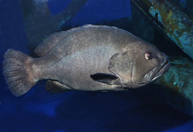 image of Hyporthodus nigritus (Warsaw grouper)