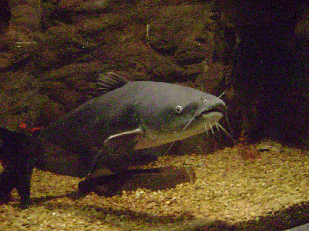 image of Ictalurus furcatus (Blue catfish)
