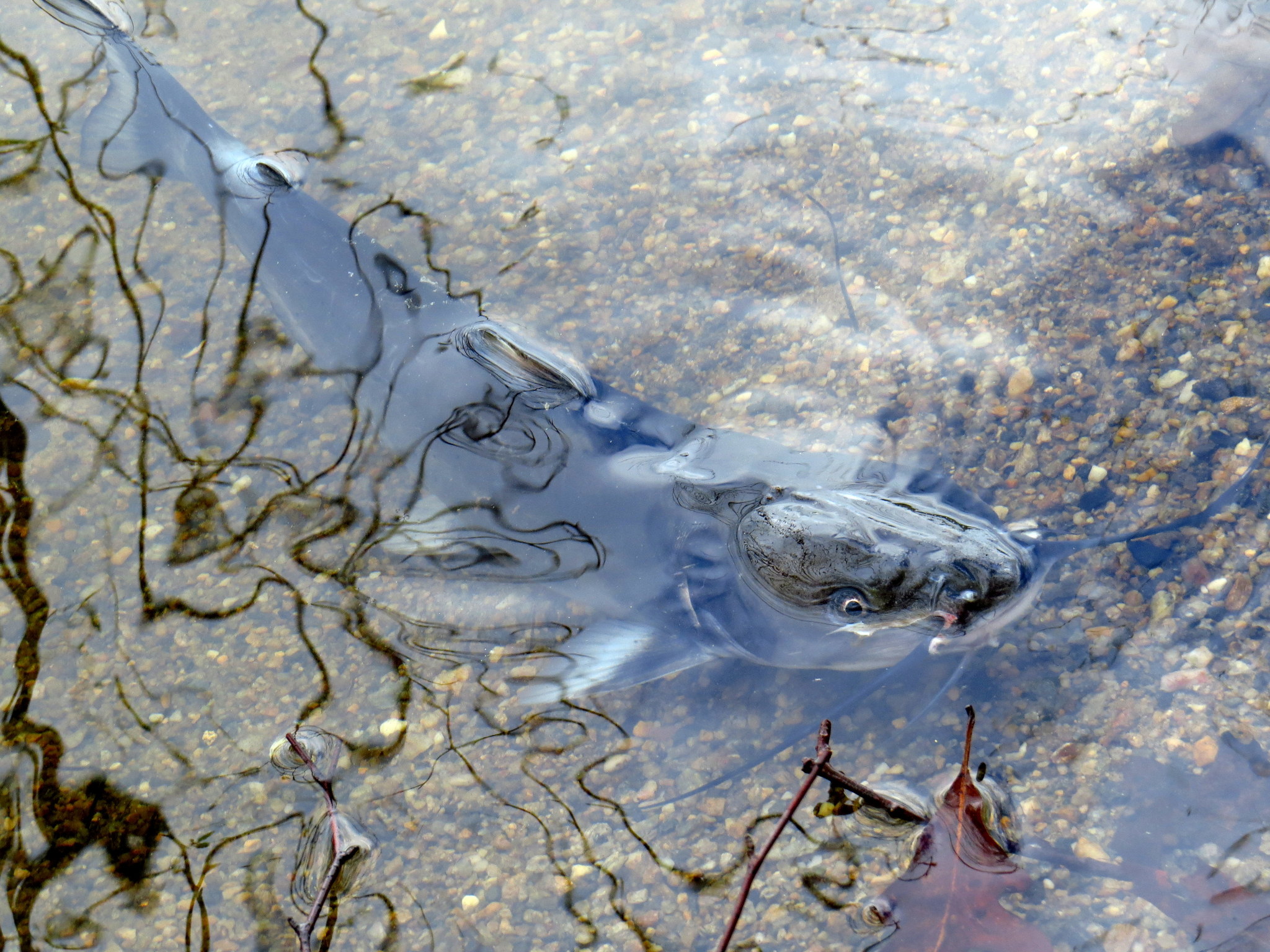 image of Ictalurus punctatus (Channel catfish)