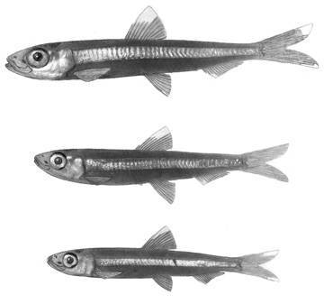 image of Jenkinsia lamprotaenia (Dwarf round herring)