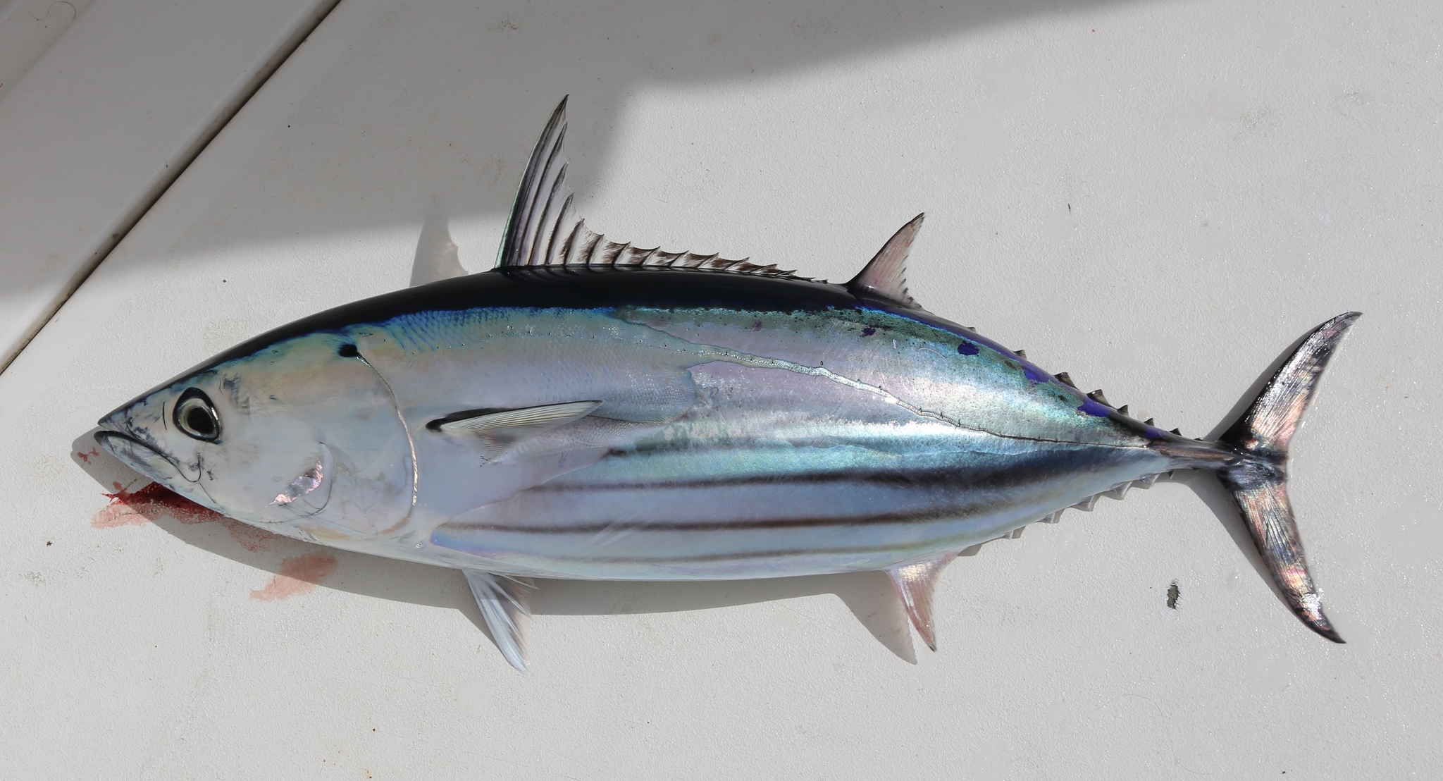 image of Katsuwonus pelamis (Skipjack tuna)