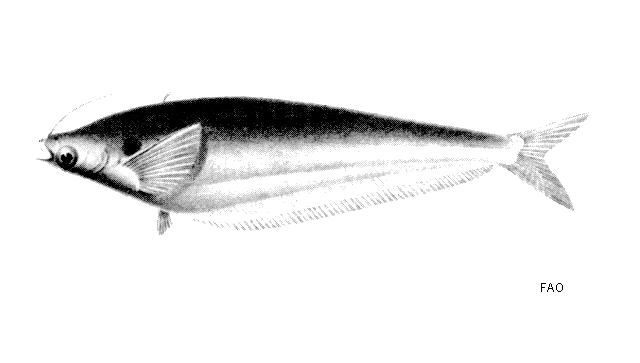 image of Kryptopterus bicirrhis (Glass catfish)
