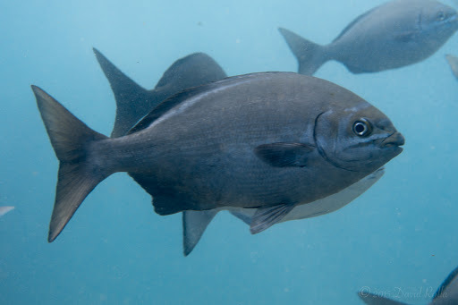 image of Kyphosus sectatrix (Bermuda sea chub)