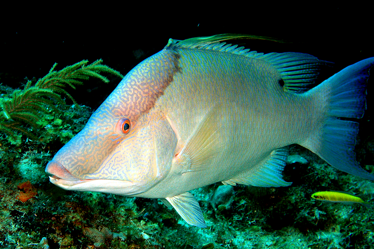 image of Lachnolaimus maximus (Hogfish)