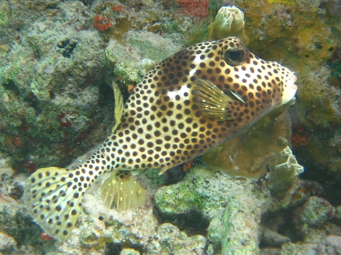 image of Lactophrys bicaudalis (Spotted trunkfish)