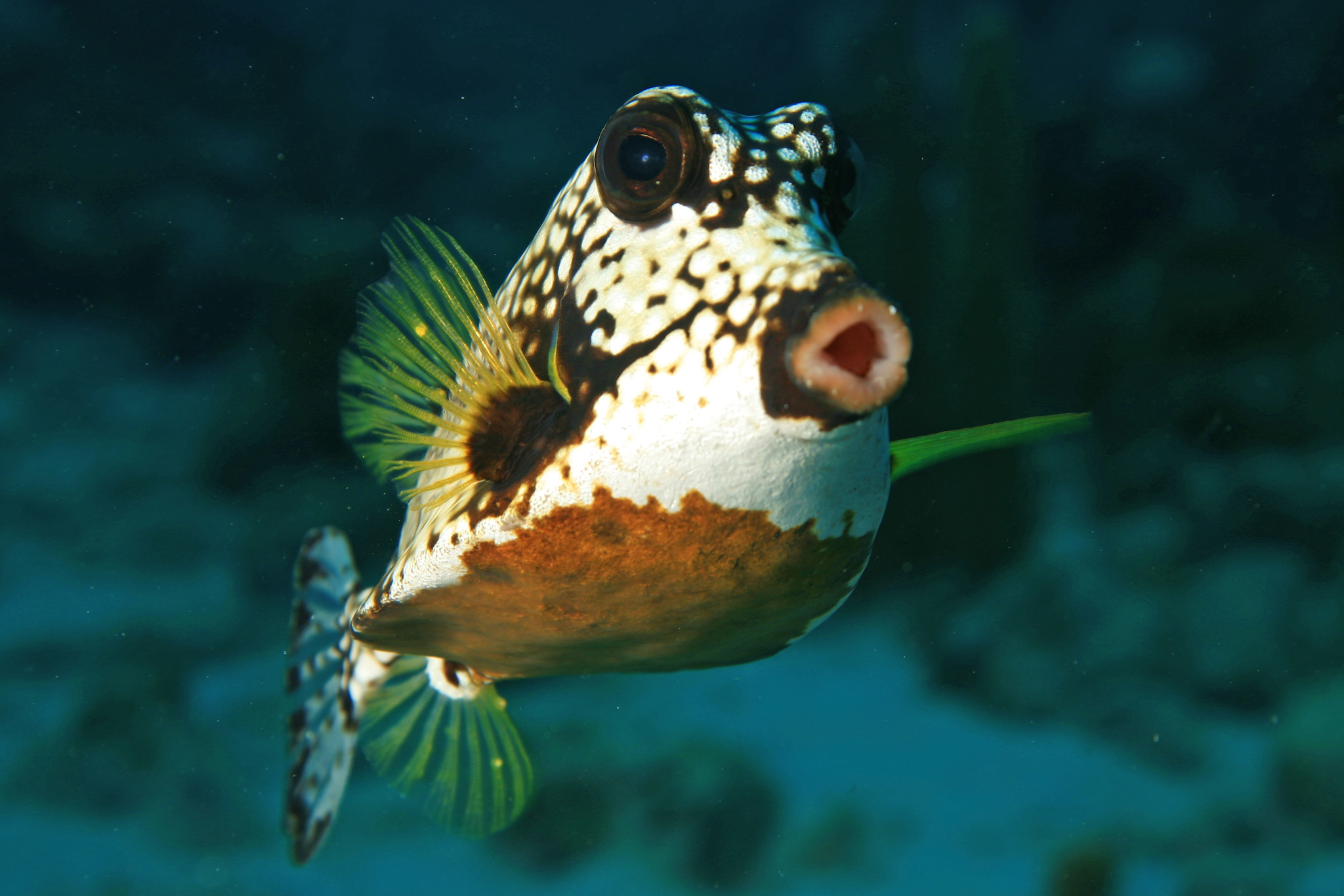 image of Lactophrys triqueter (Smooth trunkfish)