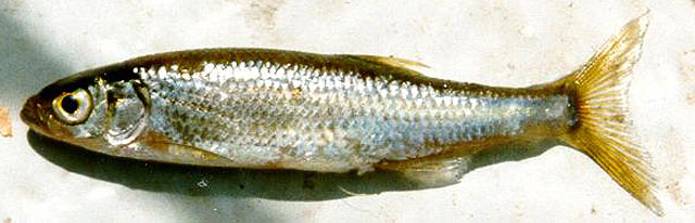 image of Leucaspius delineatus (Belica)