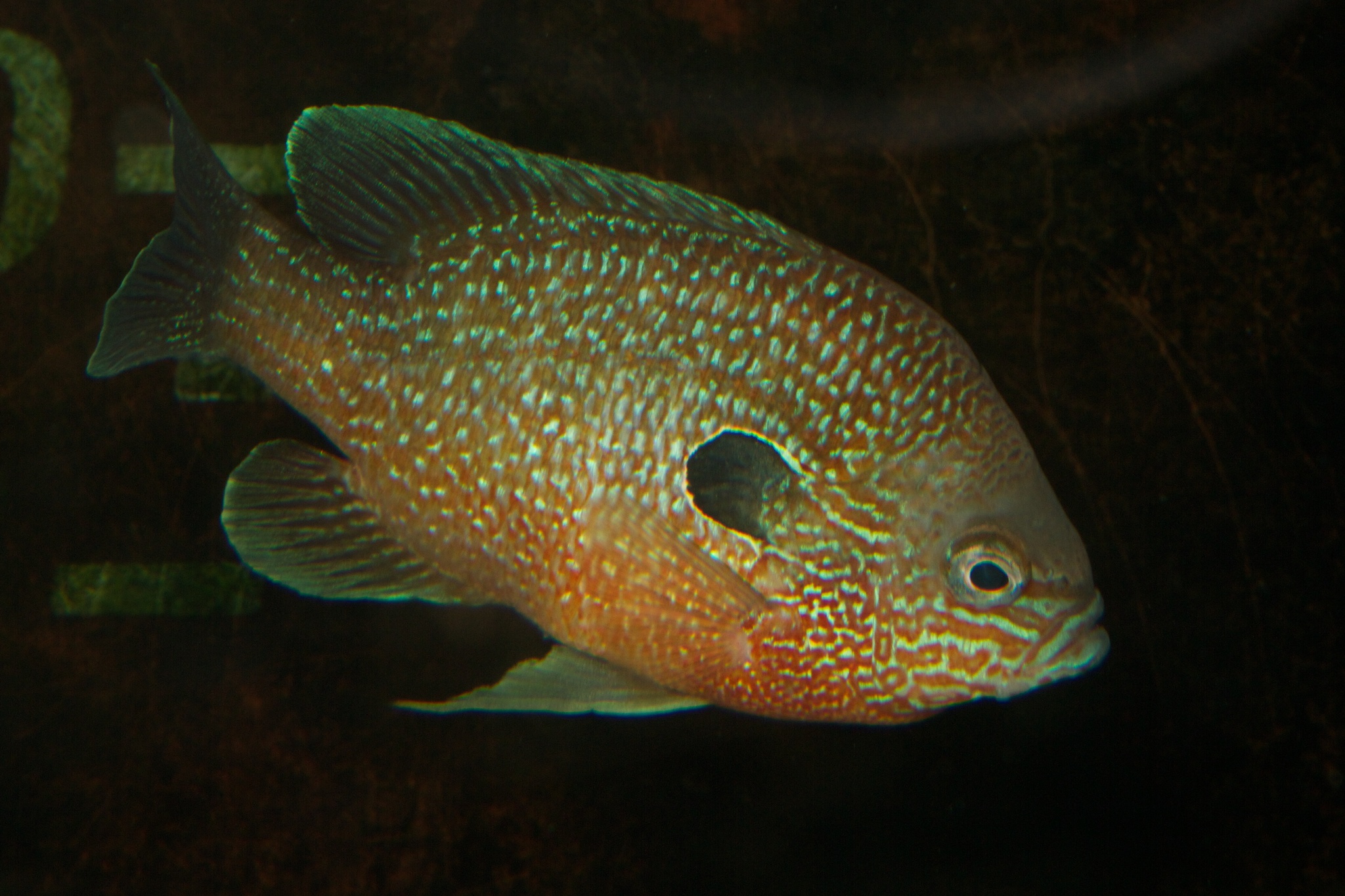 image of Lepomis megalotis (Longear sunfish)