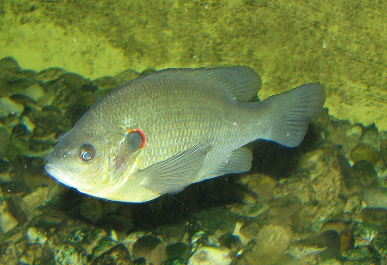 image of Lepomis microlophus (Redear sunfish)