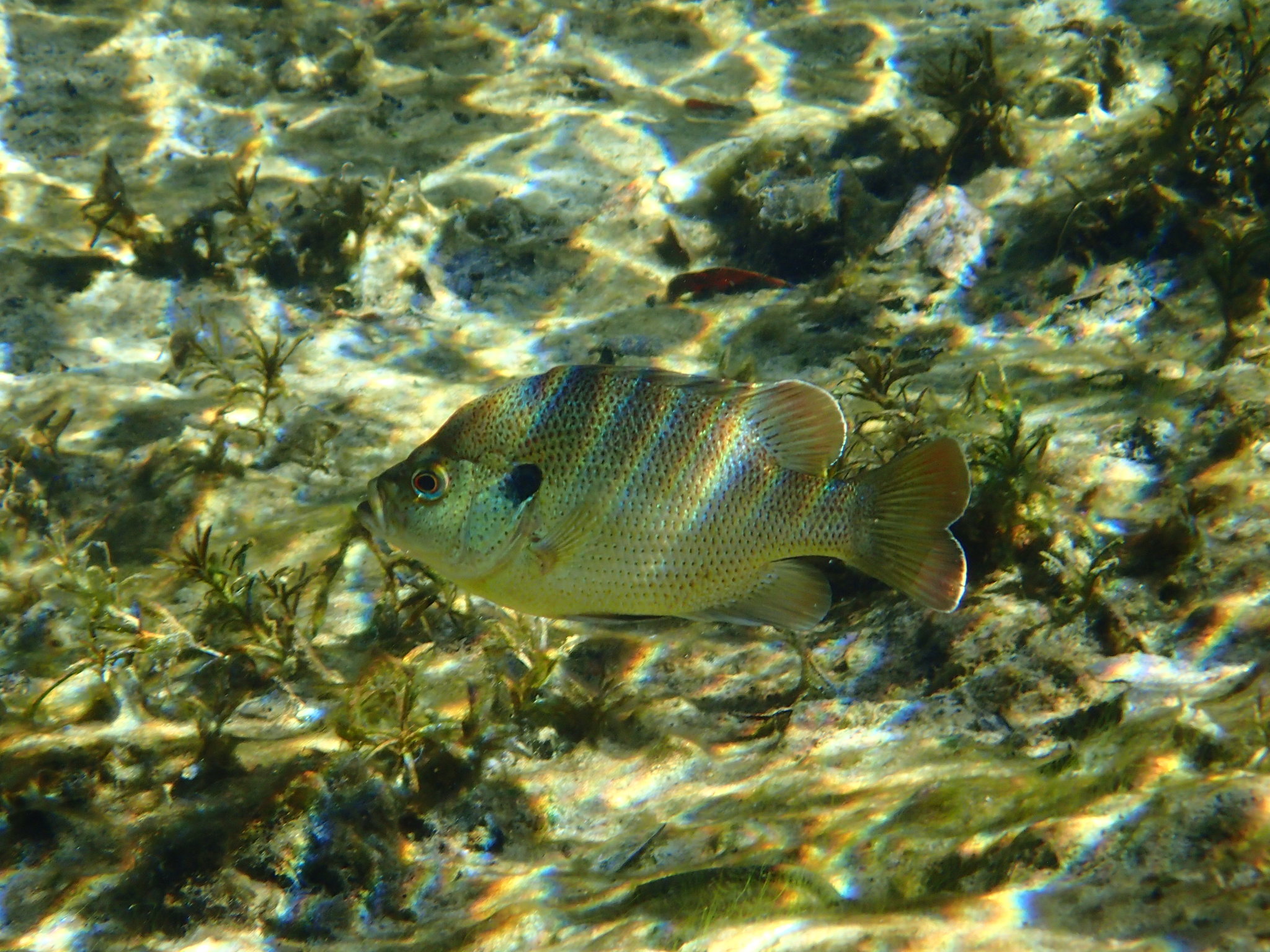 image of Lepomis punctatus (Spotted sunfish)
