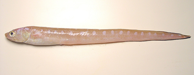 image of Lepophidium profundorum (Blackrim cusk-eel)