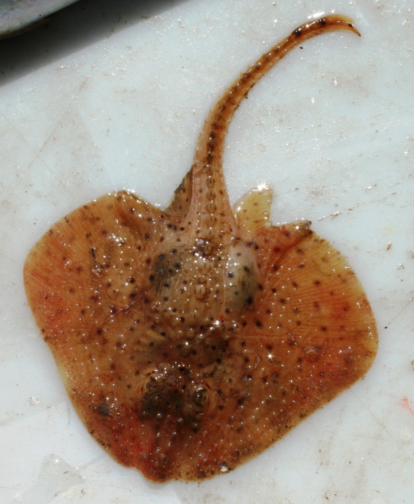 image of Leucoraja erinaceus (Little skate)