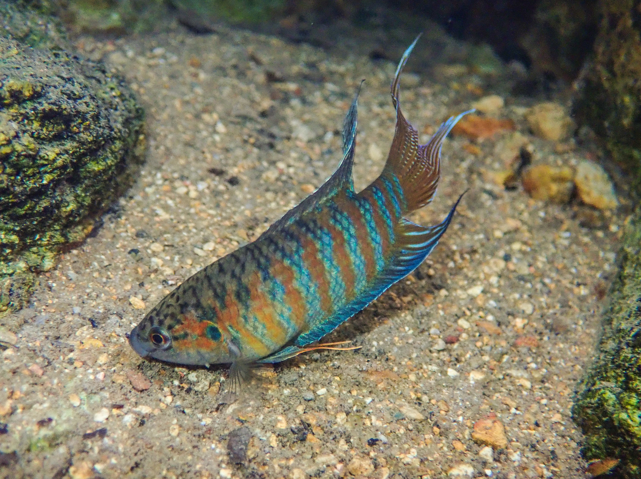 image of Macropodus opercularis (Paradisefish)