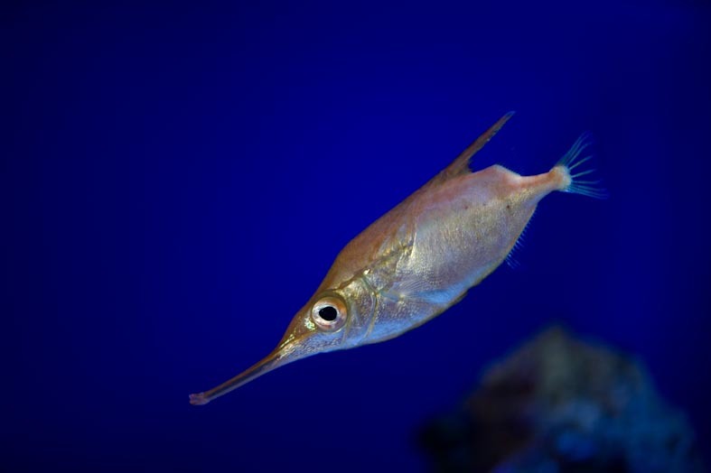 image of Macroramphosus scolopax (Longspine snipefish)