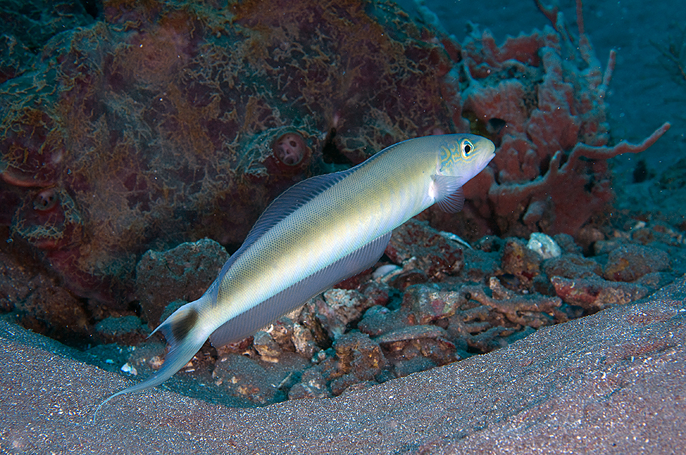 image of Malacanthus plumieri (Sand tilefish)