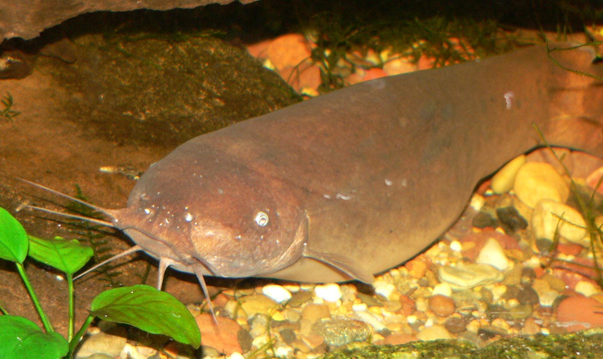 image of Malapterurus electricus (Electric catfish)
