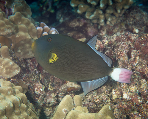 image of Melichthys vidua (Pinktail triggerfish)