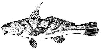 image of Menticirrhus saxatilis (Northern kingfish)