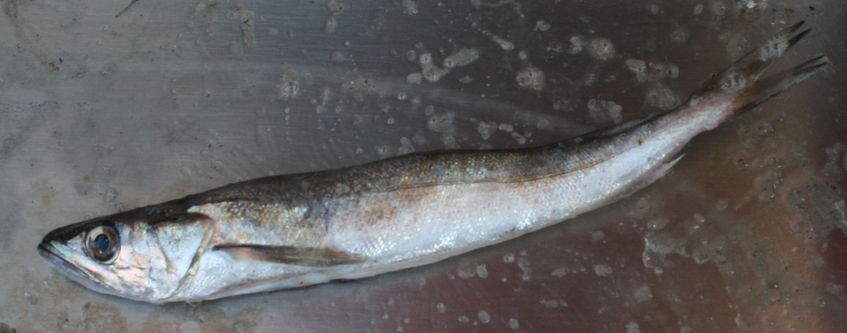 image of Merluccius bilinearis (Silver hake)