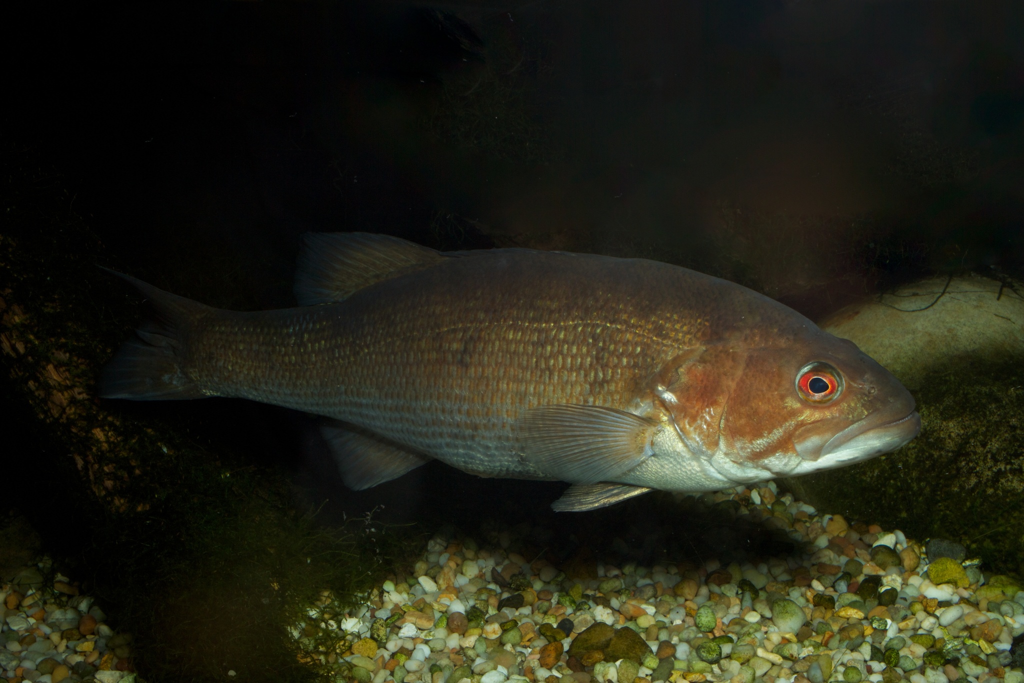 image of Micropterus coosae (Redeye bass)