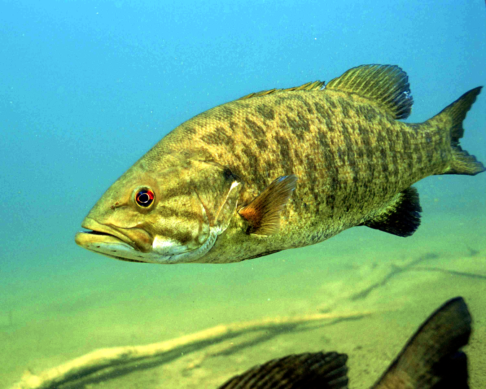image of Micropterus dolomieu (Smallmouth bass)