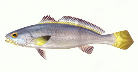 image of Miichthys miiuy (Mi-iuy croaker)