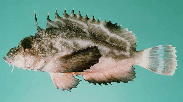 image of Minous monodactylus (Grey stingfish)