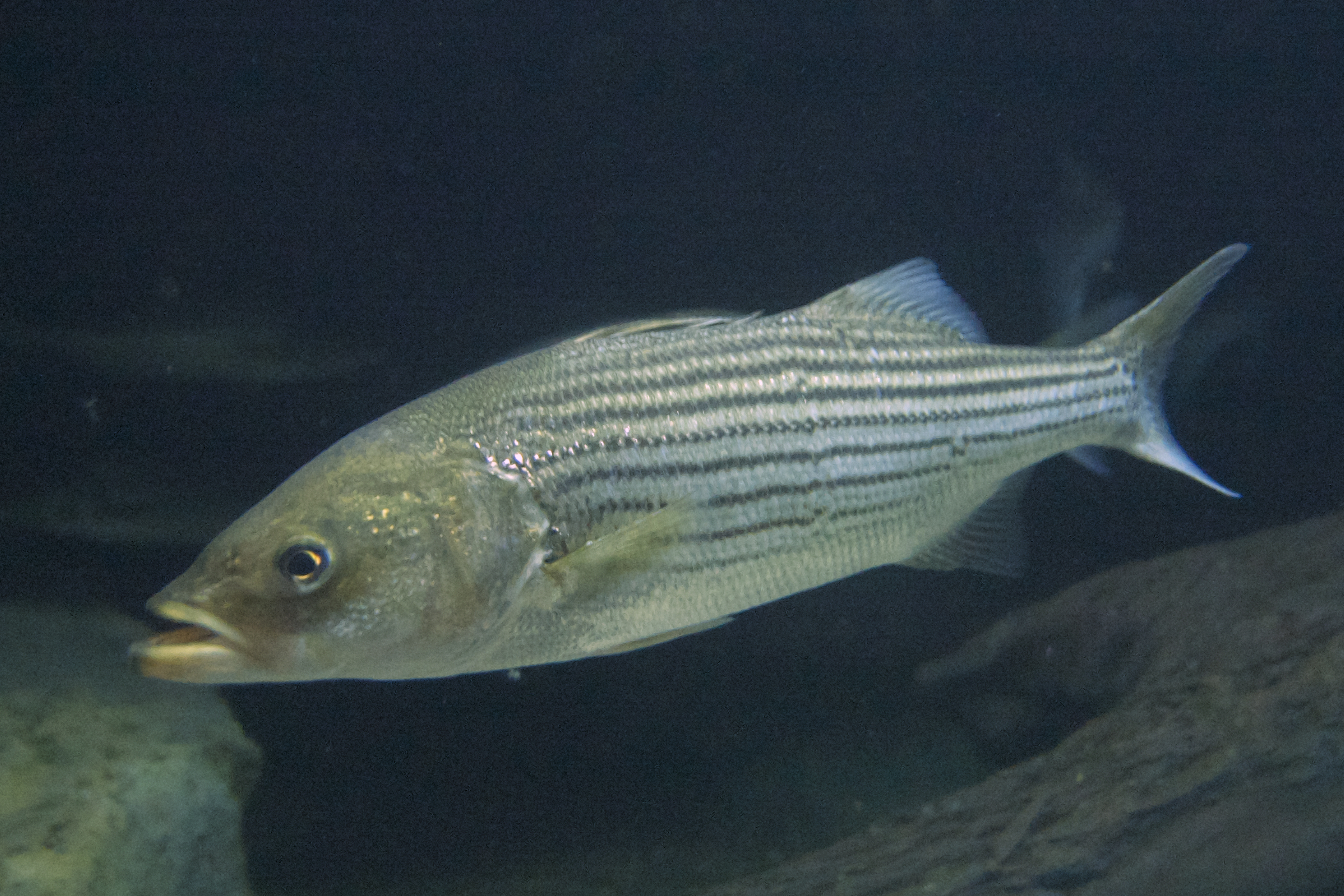 image of Morone saxatilis (Striped bass)