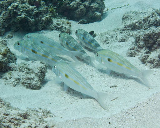 image of Mulloidichthys flavolineatus (Yellowstripe goatfish)