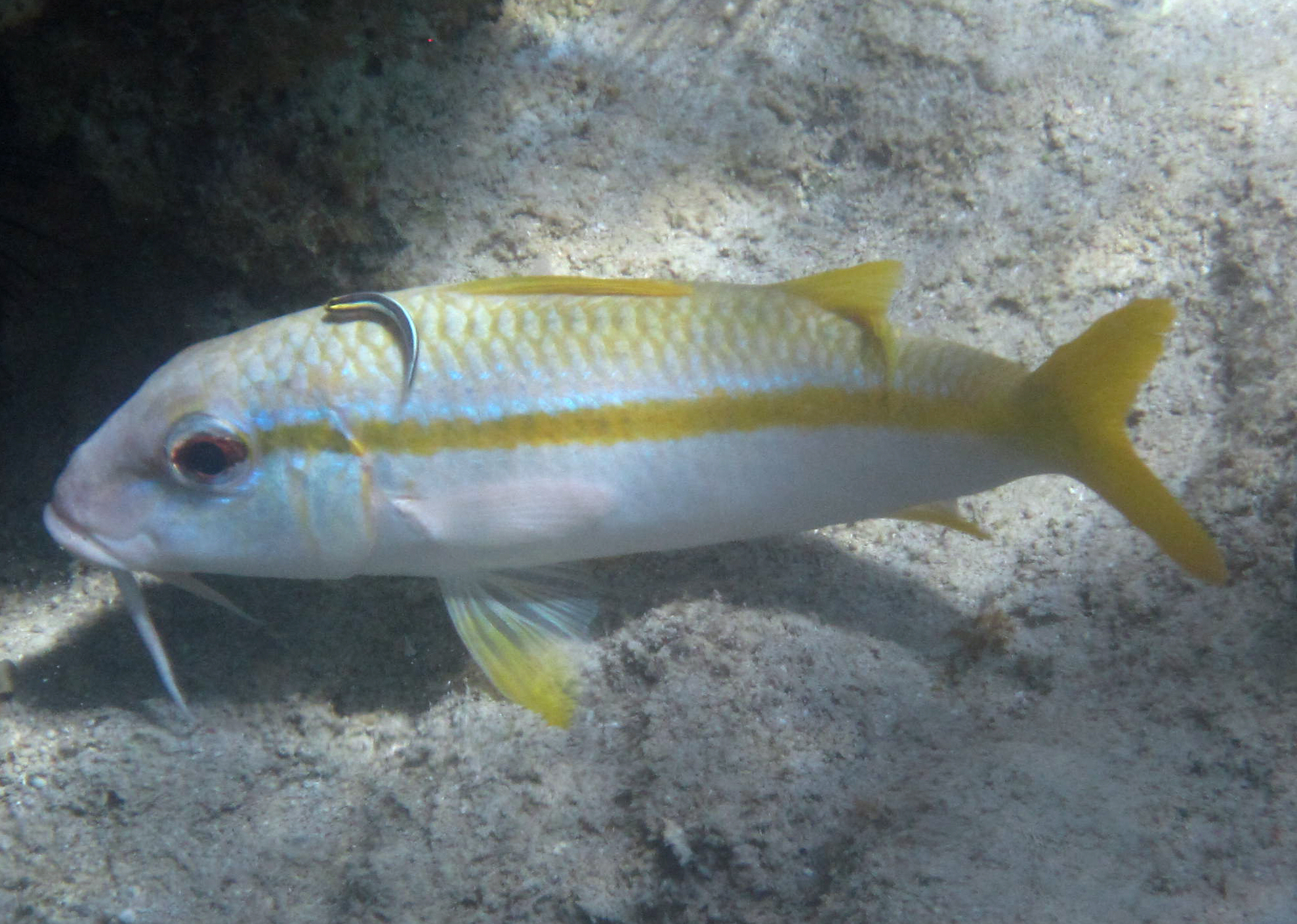 image of Mulloidichthys martinicus (Yellow goatfish)