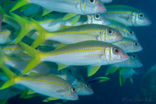 image of Mulloidichthys vanicolensis (Yellowfin goatfish)