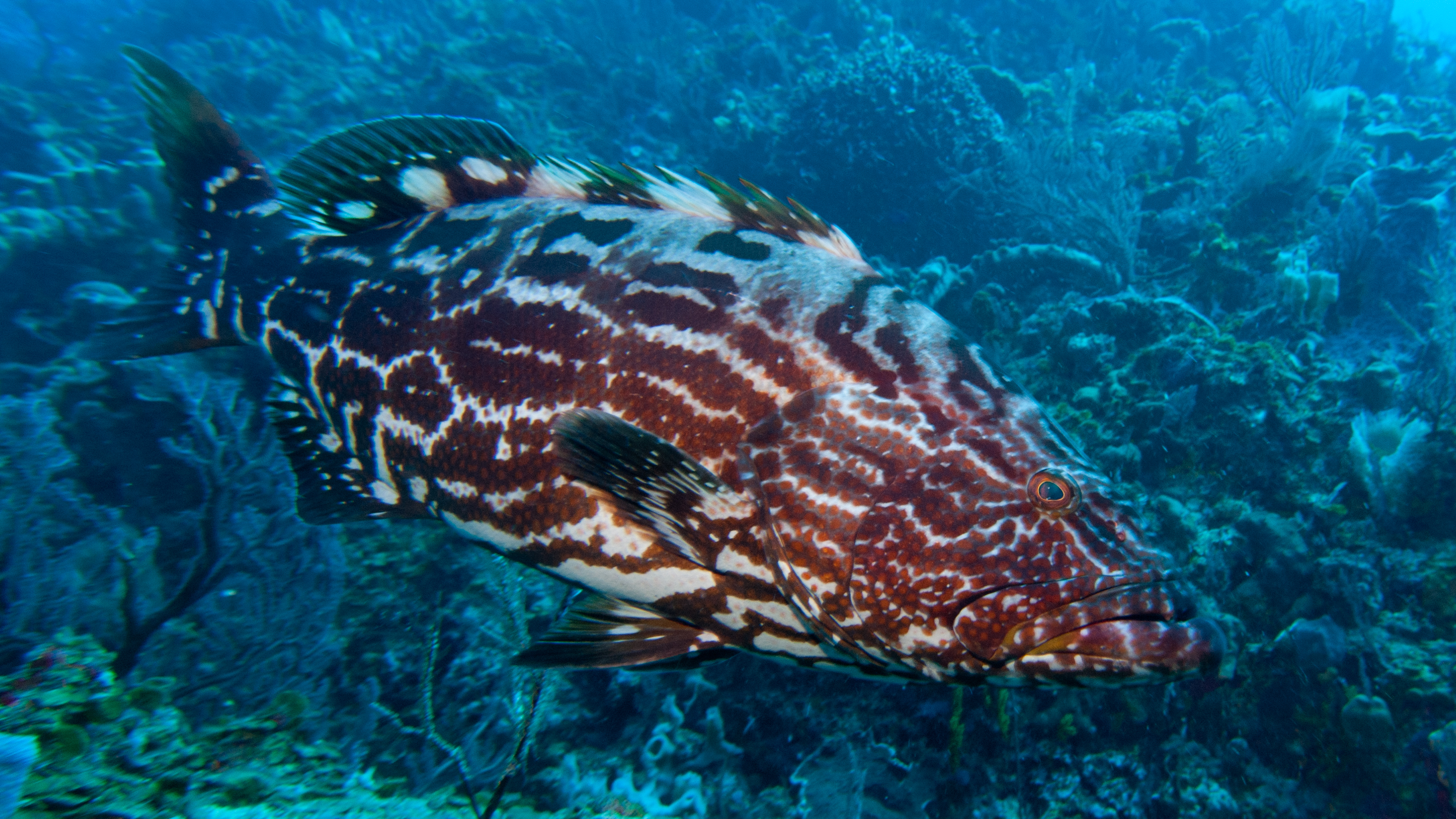 image of Mycteroperca bonaci (Black grouper)