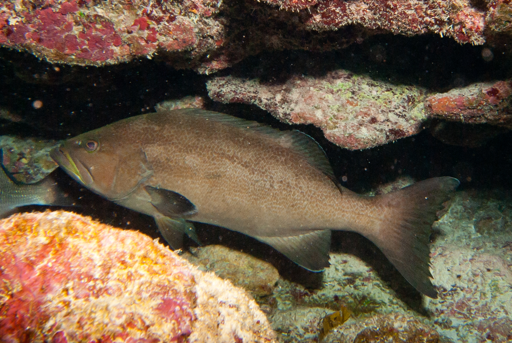 image of Mycteroperca interstitialis (Yellowmouth grouper)