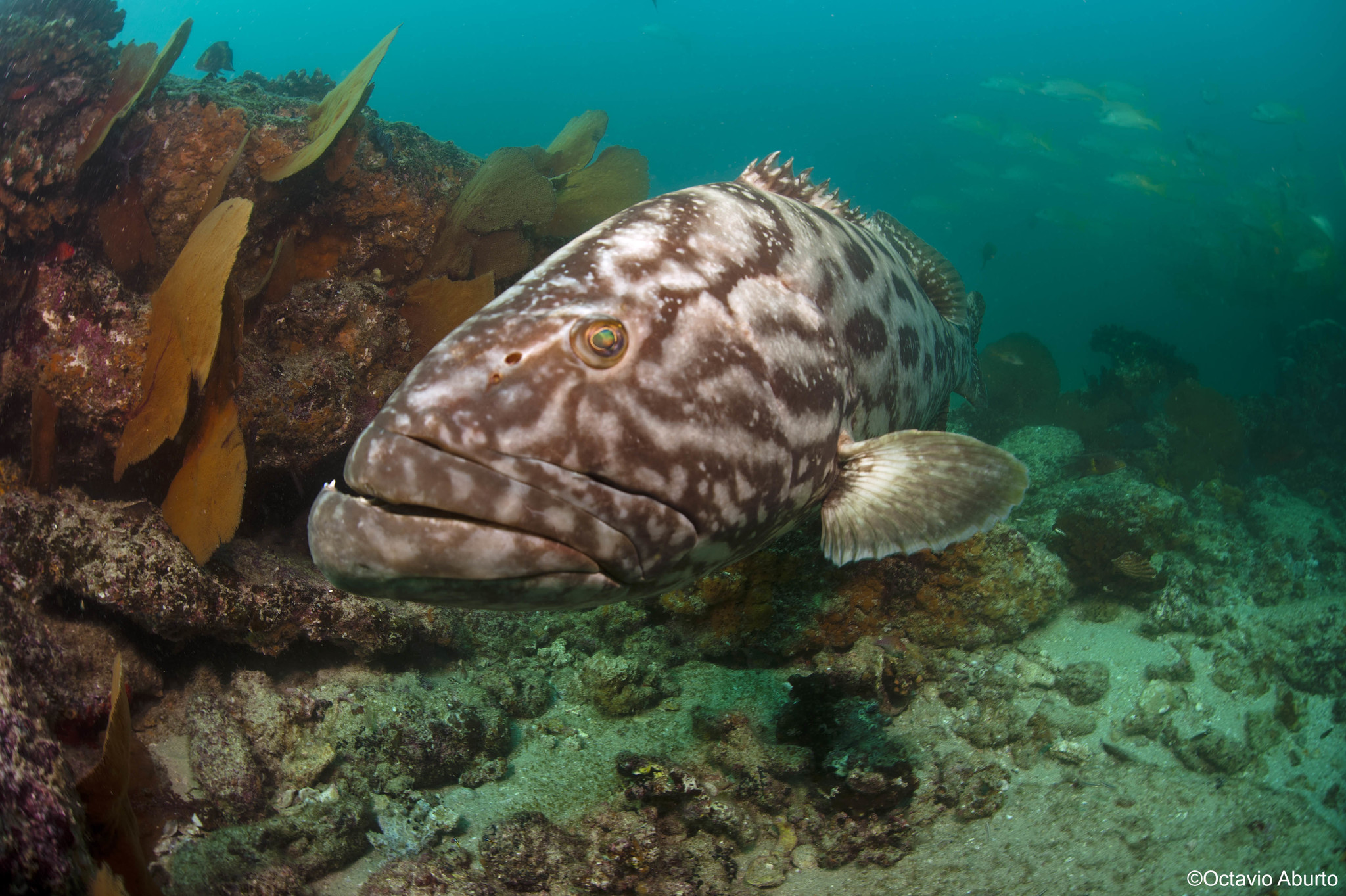 image of Mycteroperca jordani (Gulf grouper)