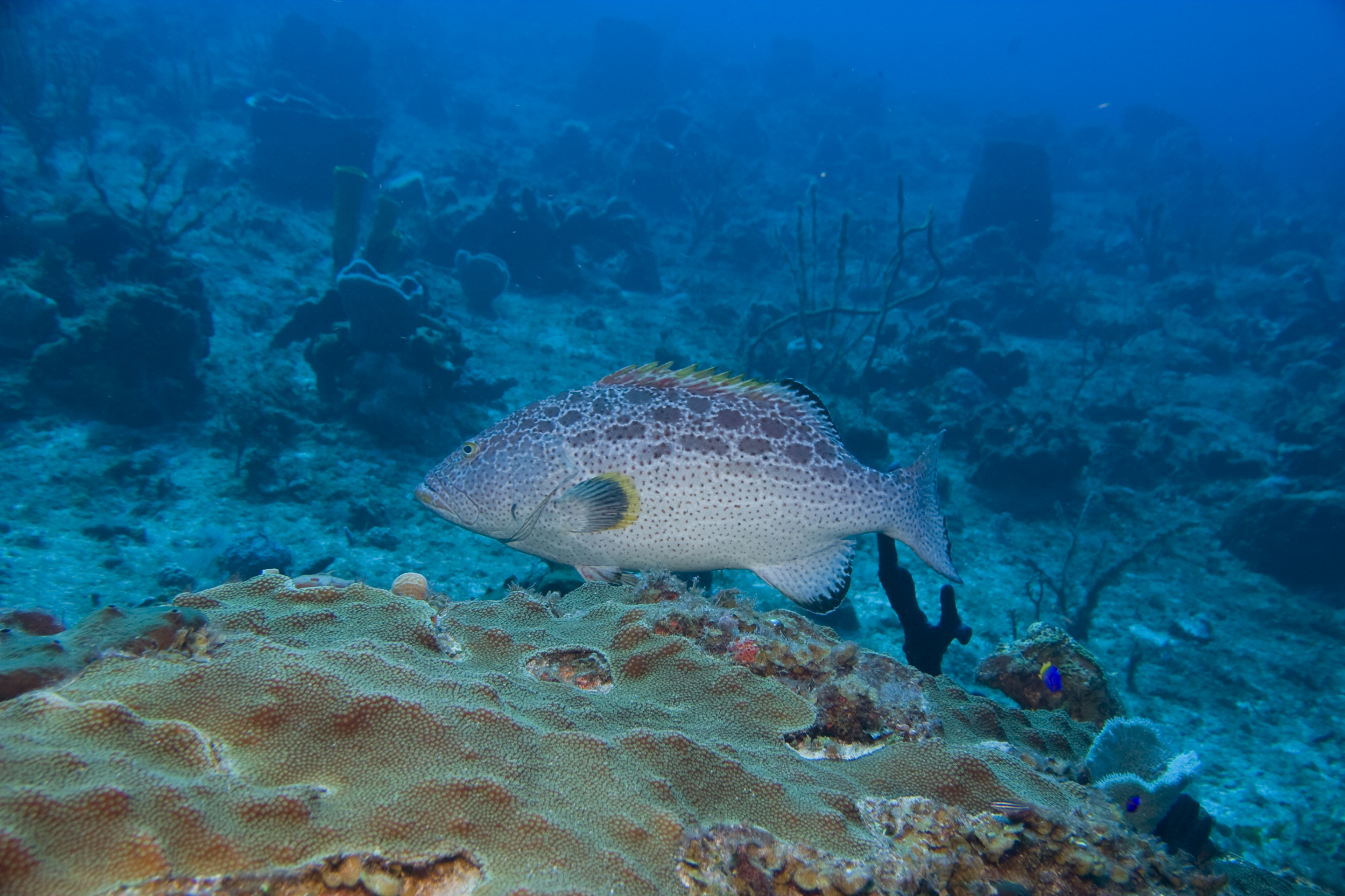 image of Mycteroperca venenosa (Yellowfin grouper)
