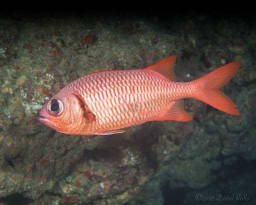 image of Myripristis amaena (Brick soldierfish)