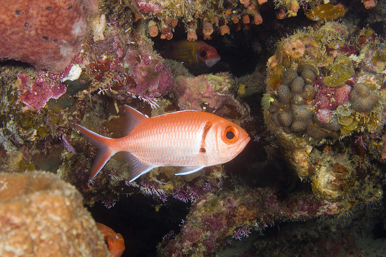 image of Myripristis jacobus (Blackbar soldierfish)