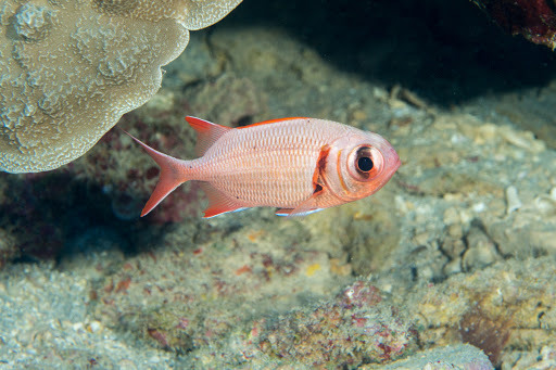 image of Myripristis kuntee (Shoulderbar soldierfish)