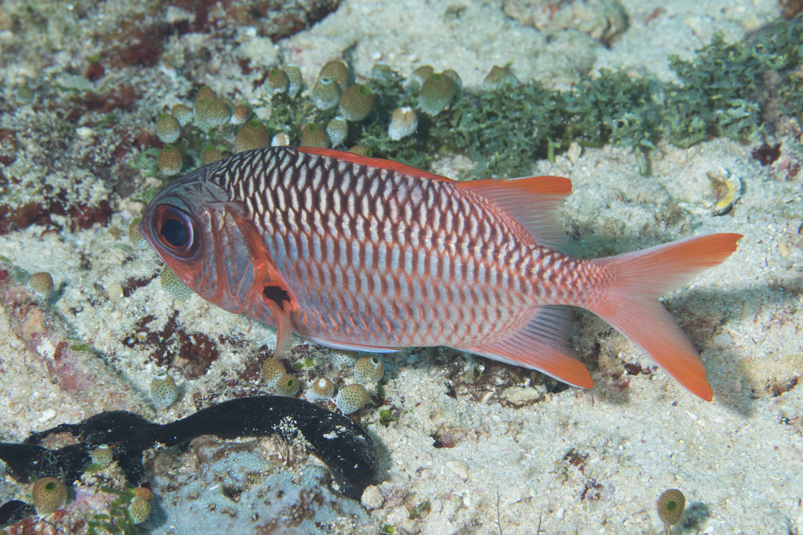 image of Myripristis violacea (Lattice soldierfish)