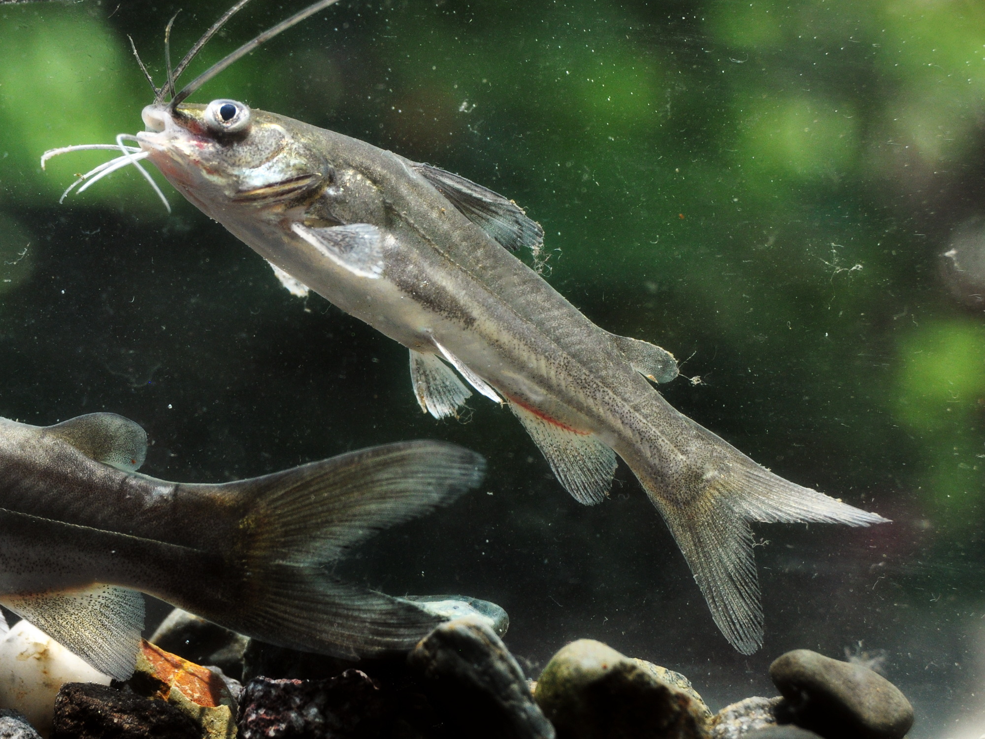 image of Mystus gulio (Long whiskers catfish)